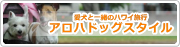 犬と一緒のハワイ旅行